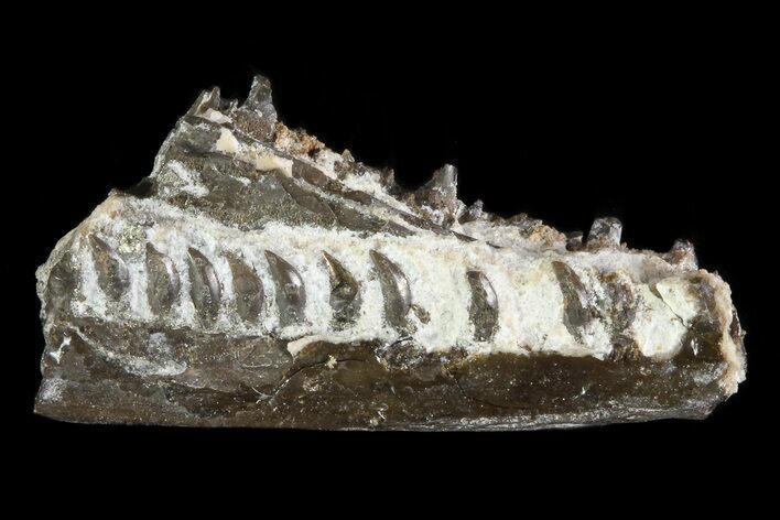 Permian Synapsis (Mycterosaurus) Jaw Section - Oklahoma #79466